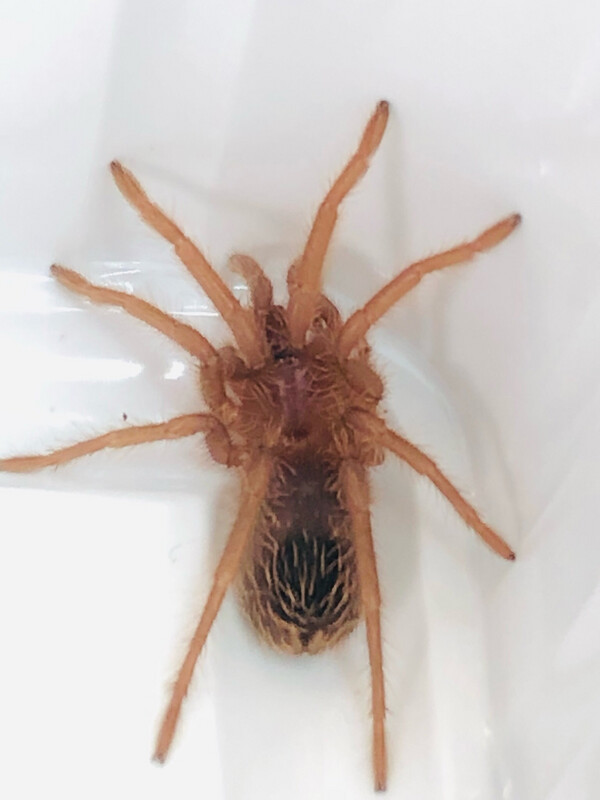 Citharacanthus cyaneus (1,5cm KL)