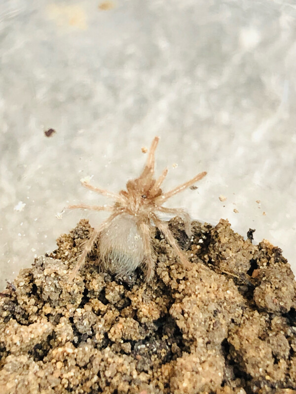 Aphonopelma chalcodes (2/3 FH) [ab dem 13.09.2025]