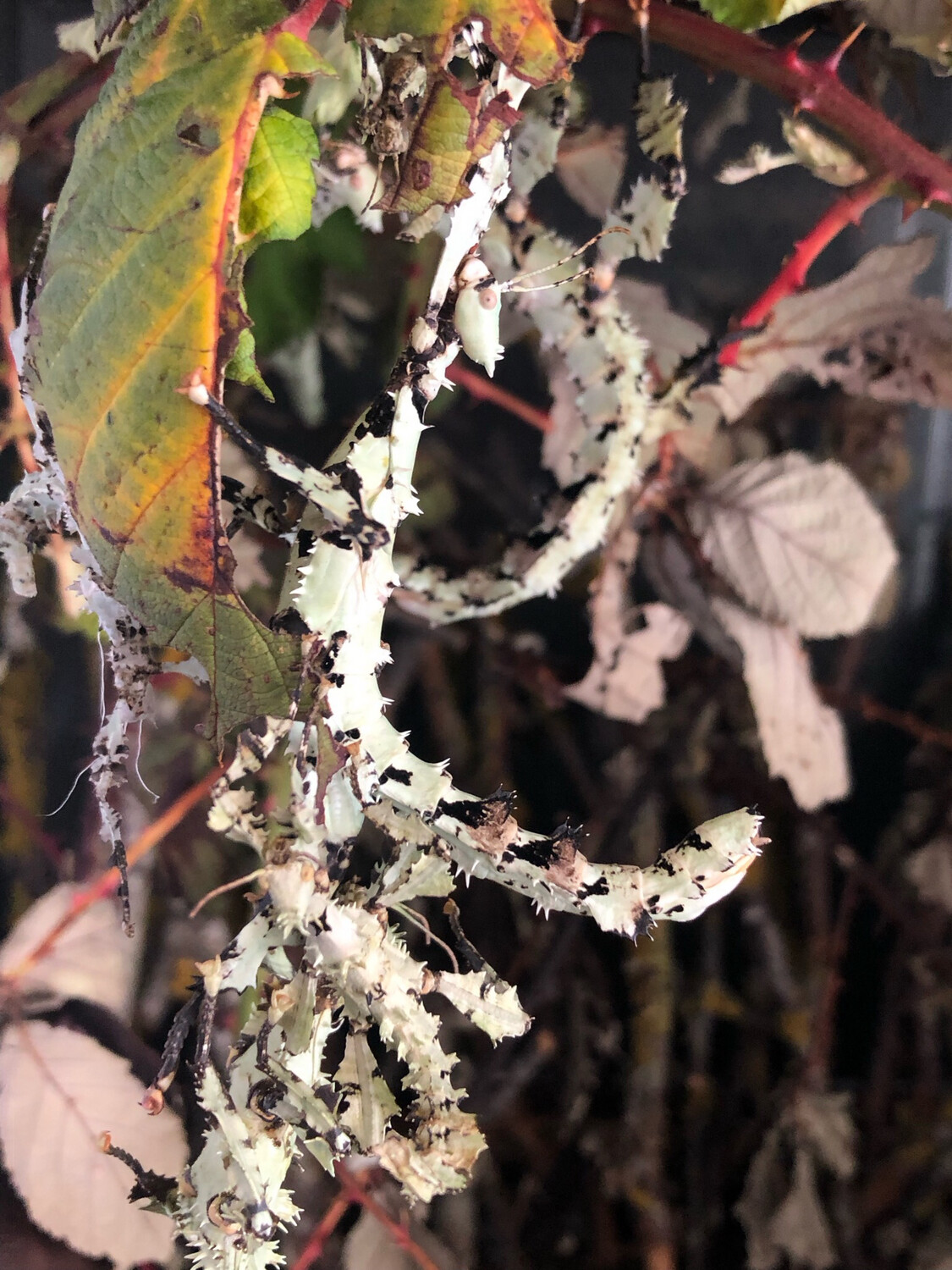 Extatosoma tiaratum lichen - Australische Gespenstschrecke (Jungtier)