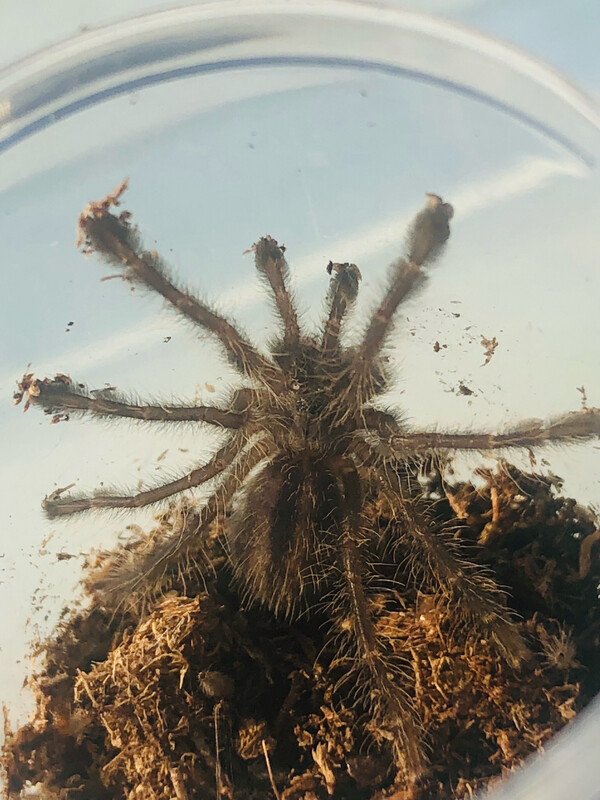 Poecilotheria metallica (1/2 FH)