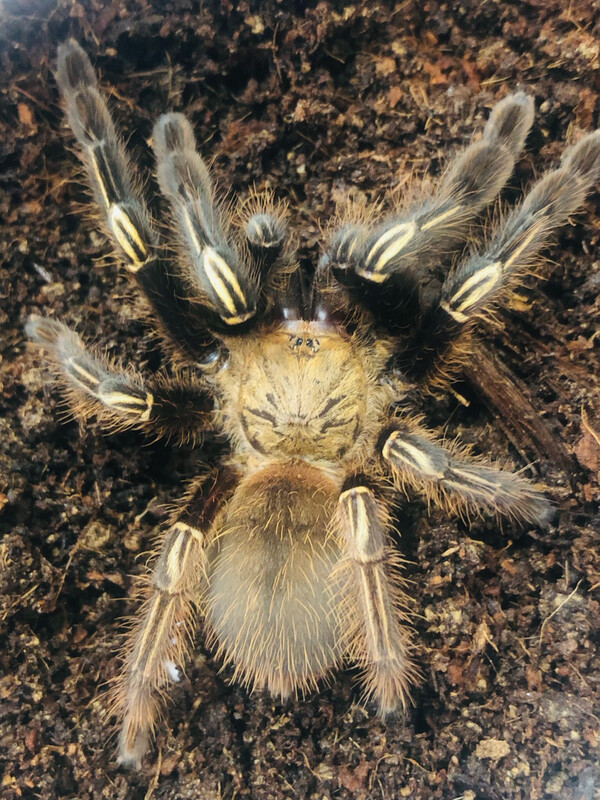 Ephebopus murinus (4cm KL)