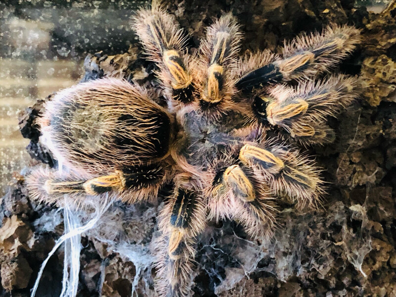 Grammostola alticeps (6,5cm KL)