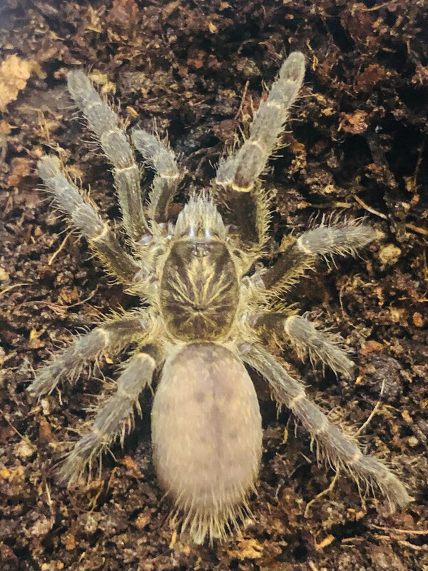 Pterinochilus chordatus (2cm KL)