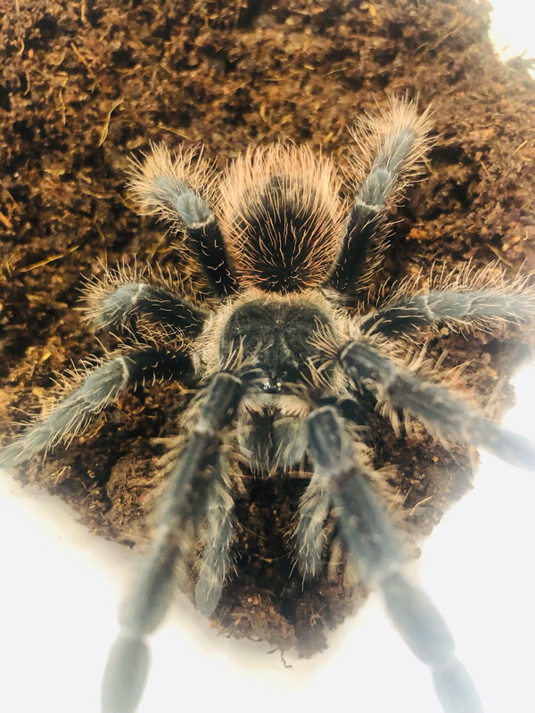 Lasiodora klugi (5cm KL)