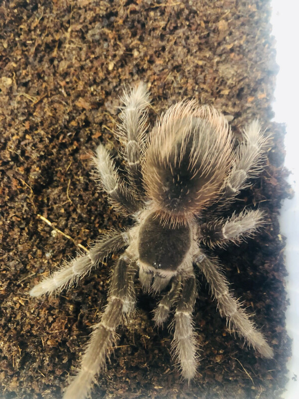 Lasiodora klugi (6cm KL)