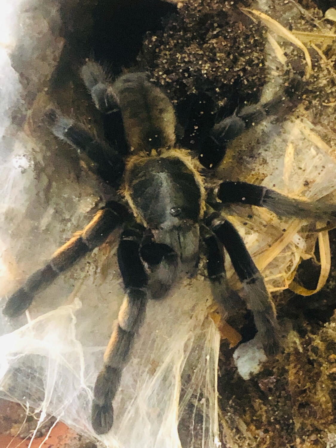 Ornithoctonus aureotibialis (6cm KL)