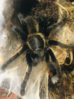 Ornithoctonus aureotibialis (4cm KL)