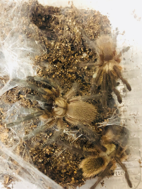5er Gruppe Monocentropus Balfouri (2-3cm KL)