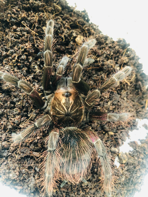 Pamphobeteus platyomma (6cm KL)