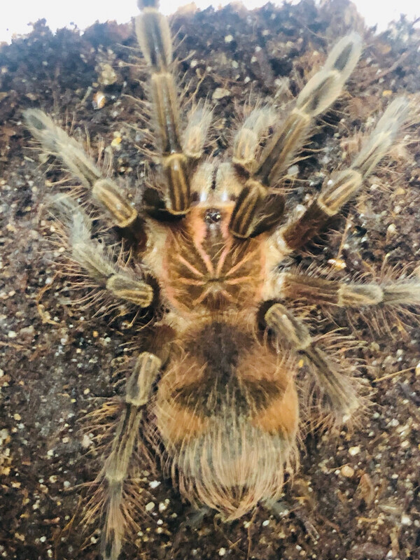 Pamphobeteus sp. machala (6cm KL)