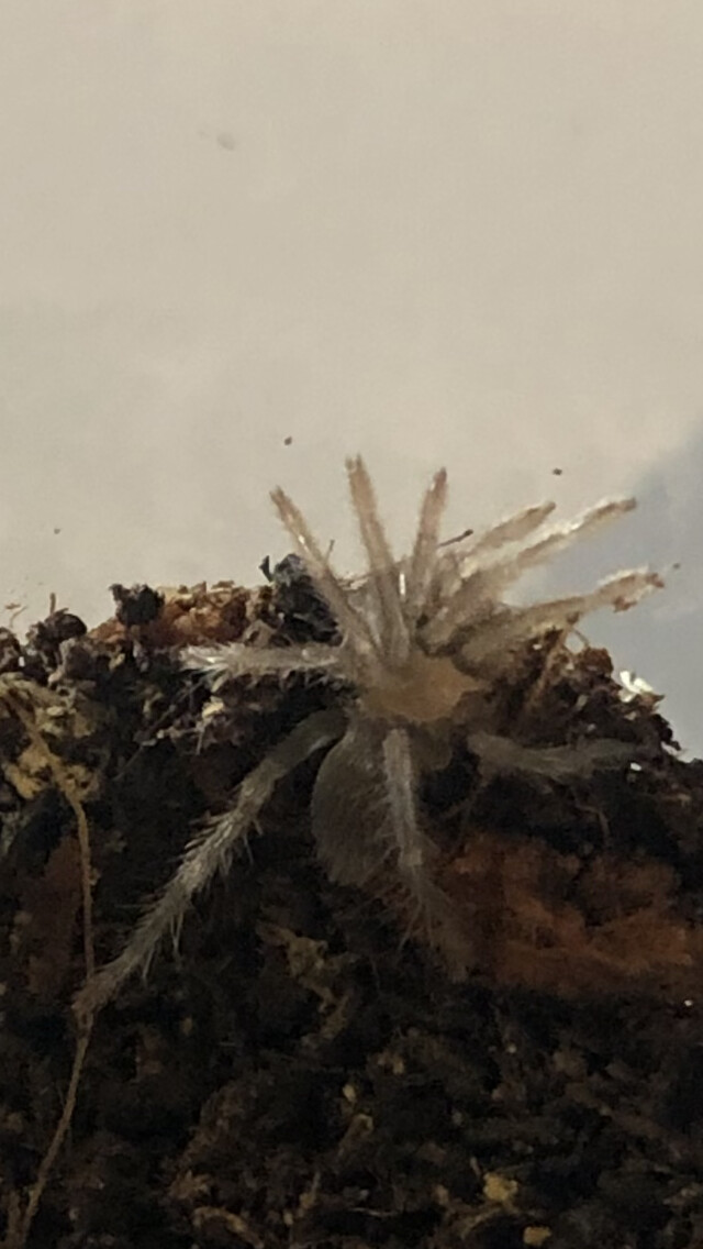 Holothele longipes (1cm KL)