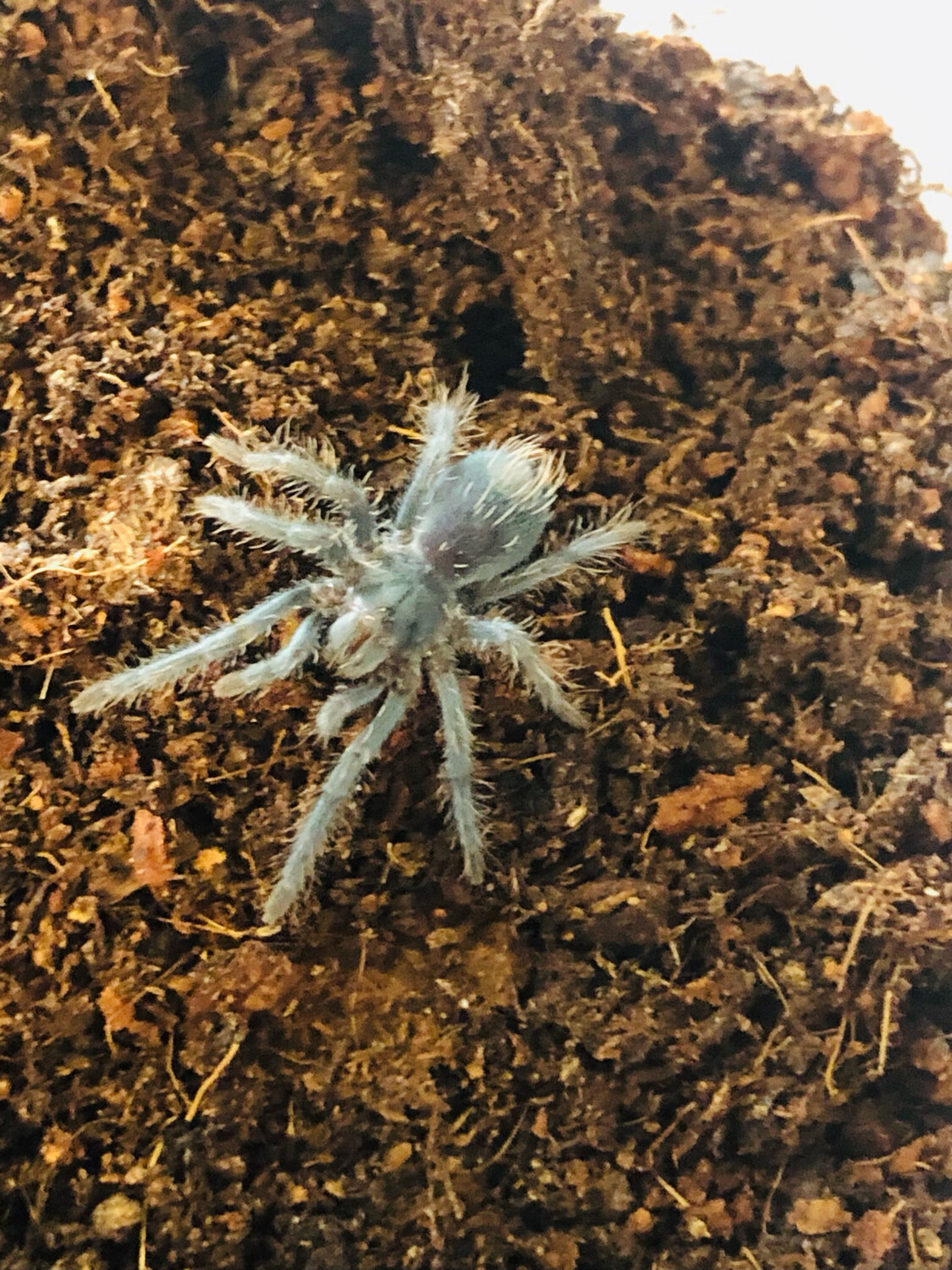 Phormictopus atrichomatus (3cm KL)