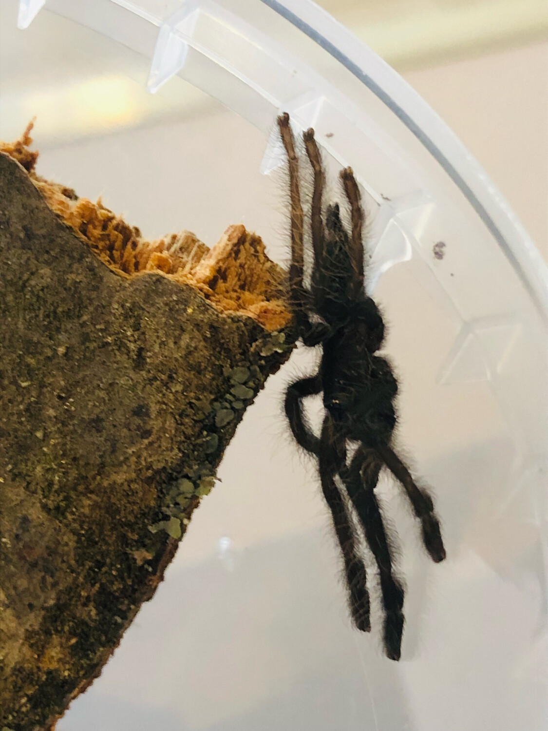 Lampropelma nigerrimum (2cm KL)