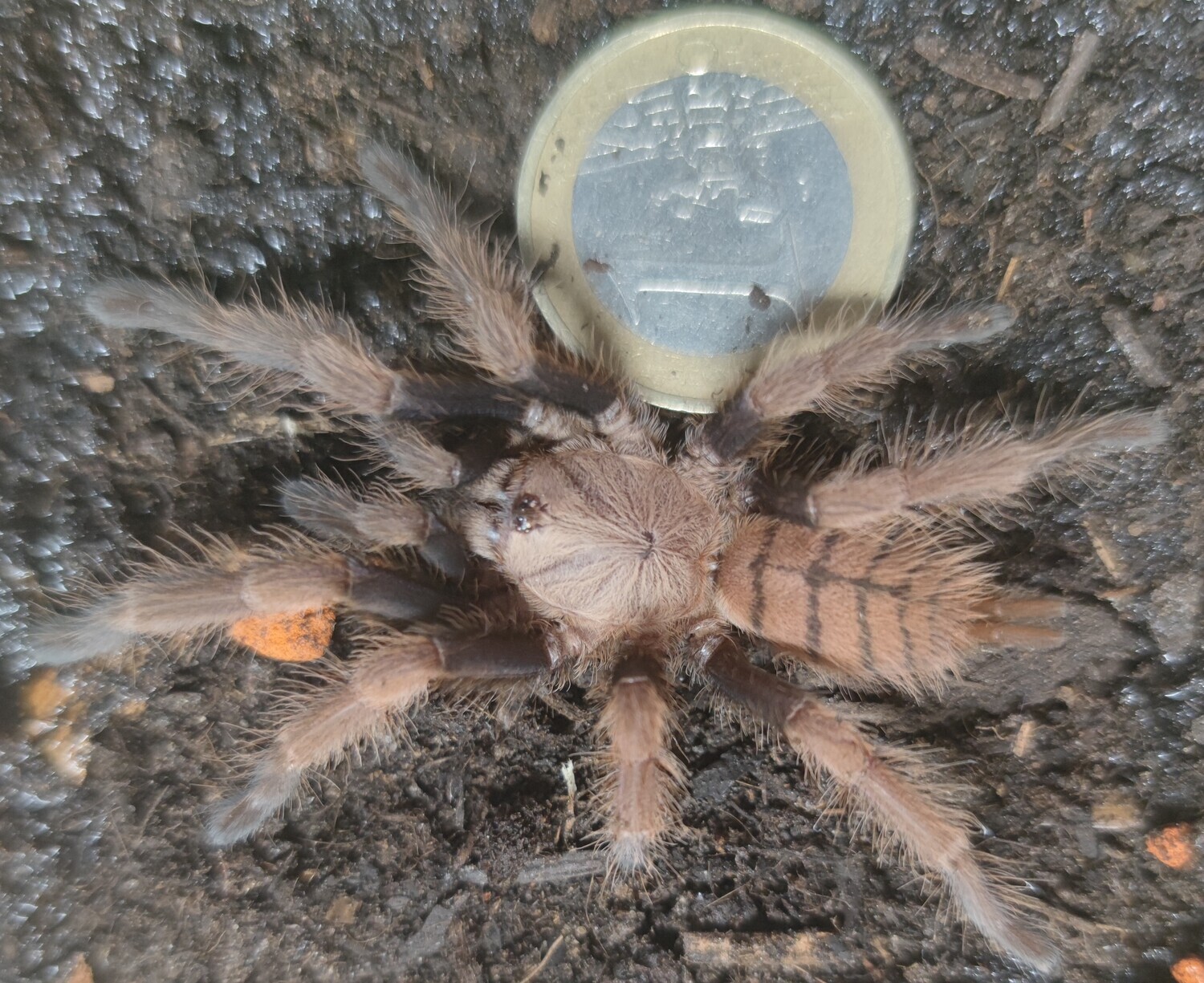 Chilobrachys fimbriatus (adult RH 8/24)