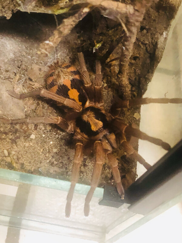 Hapalopus formosus (2,5cm KL)