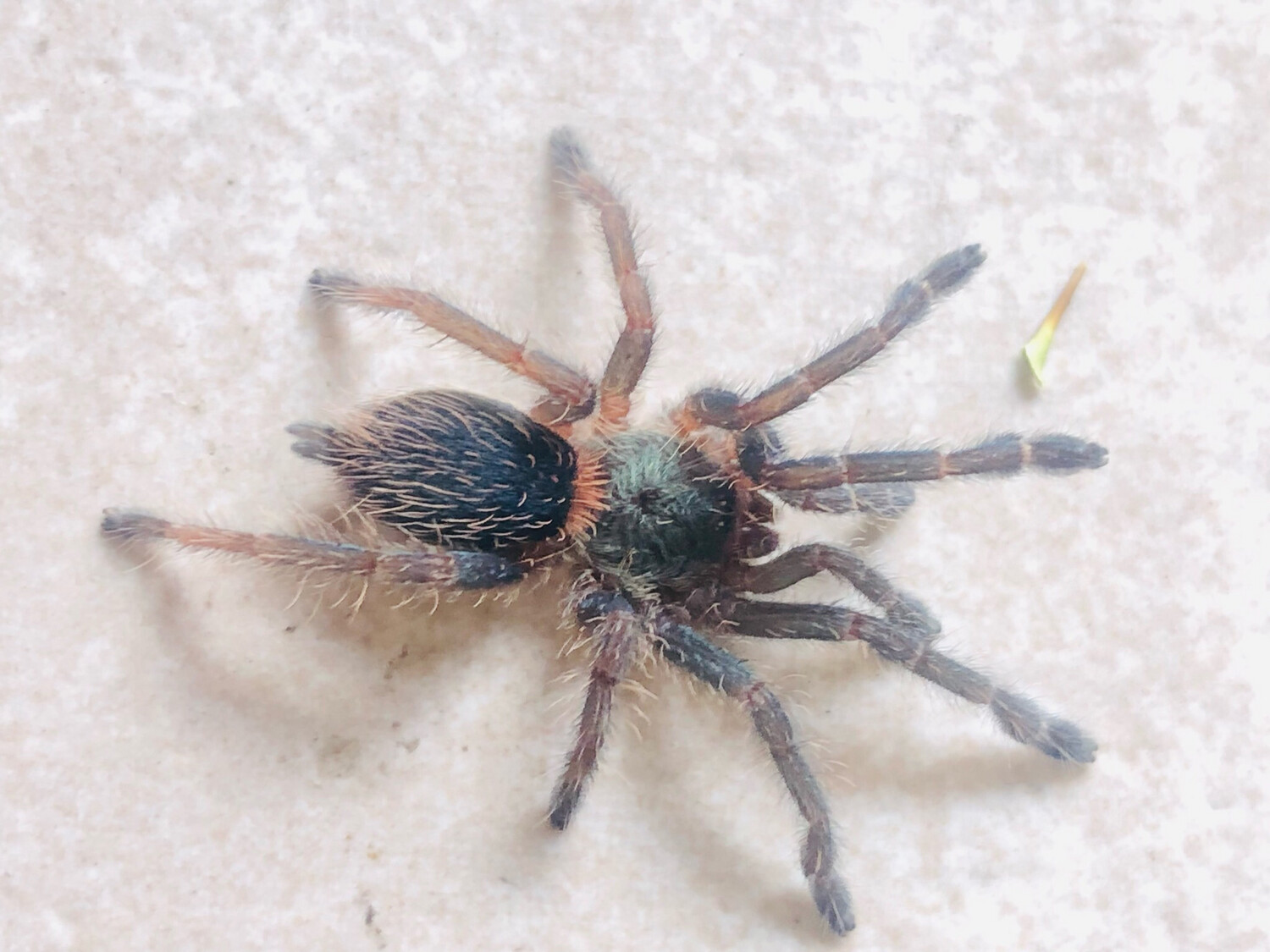 Dolichothele diamantinensis (2cm KL)