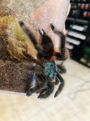 Caribena versicolor (RH 5/25) [ab dem 13.09.2025]