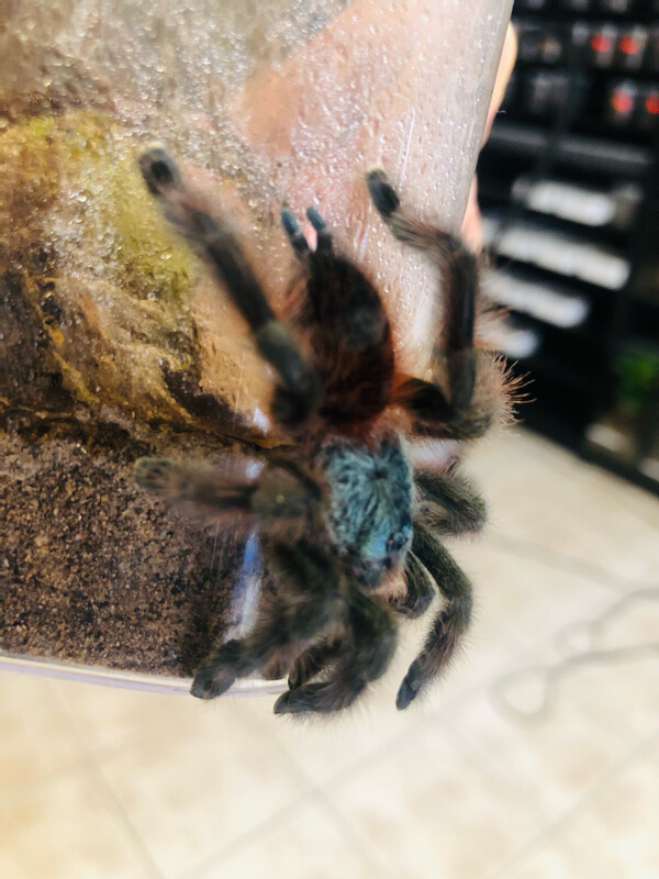 Caribena versicolor (RH 5/25) [ab dem 13.09.2025]