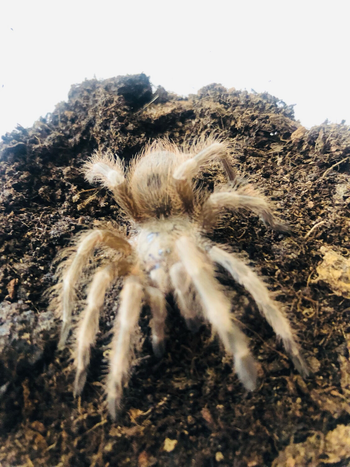 Nhandu tripepii (6cm KL)