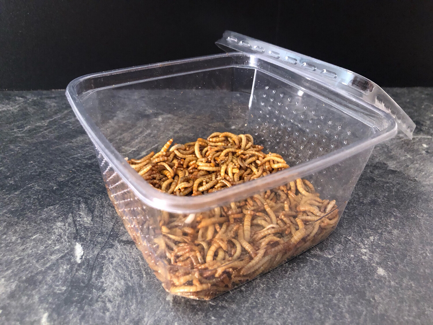 20g+ Mehlwürmer (Tenebrio molitor)