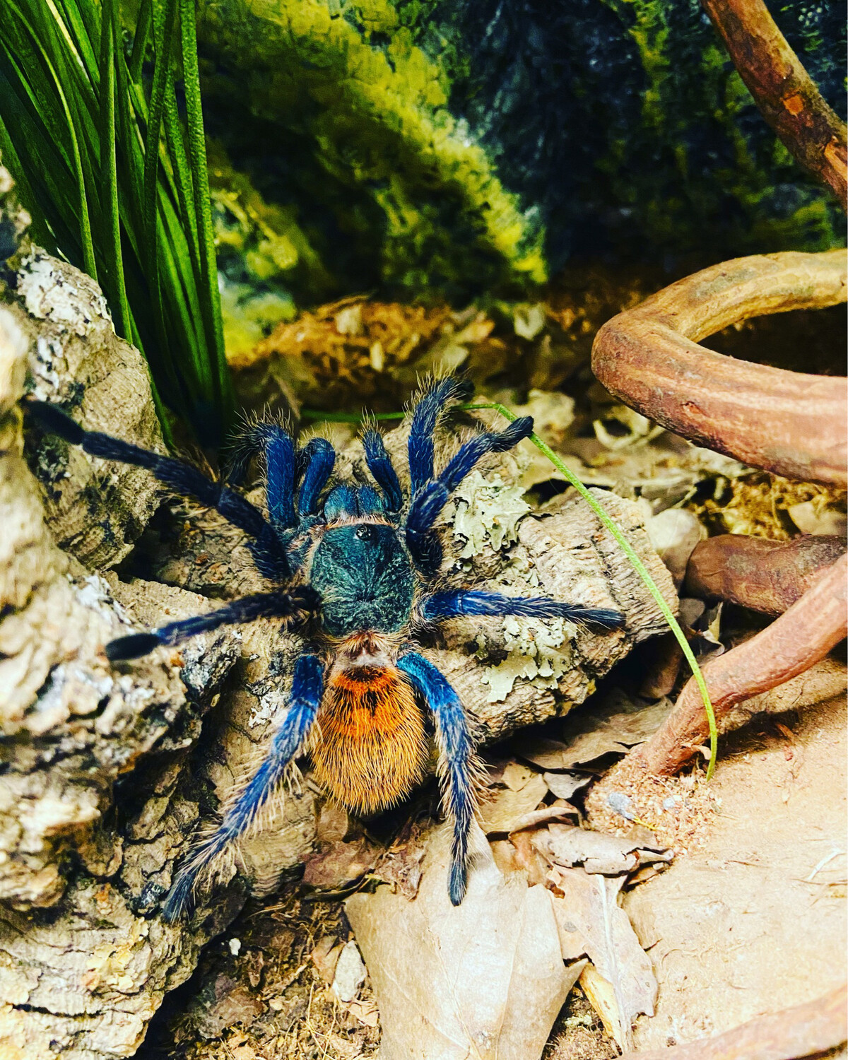 Chromatopelma cyaneopubescens (3cm KL)