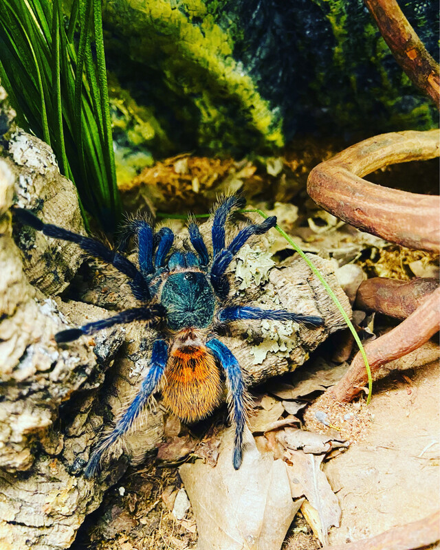 Chromatopelma cyaneopubescens (3,5cm KL)