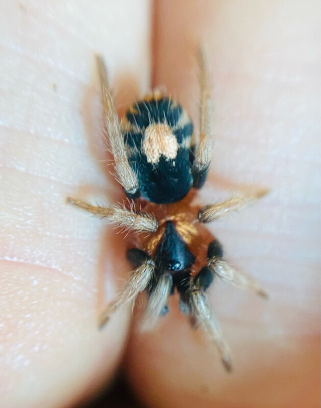 Cyriocosmus elegans (2/3 FH)