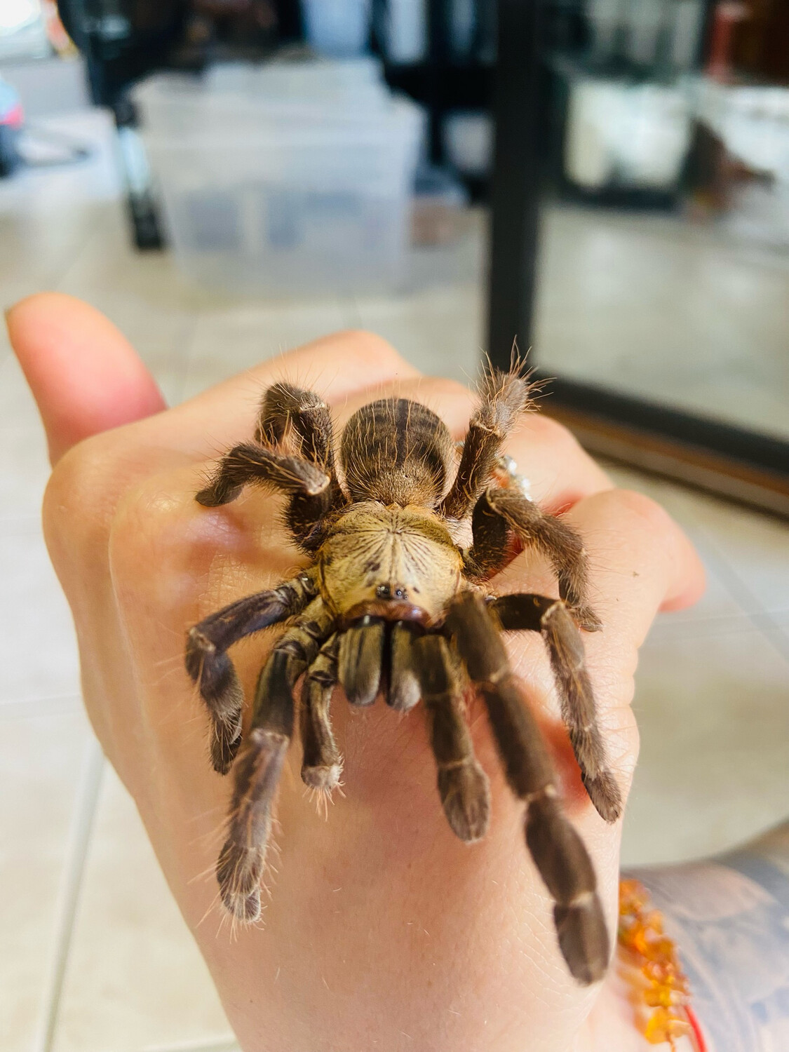 Phormingochilus hati hati (4cm KL)