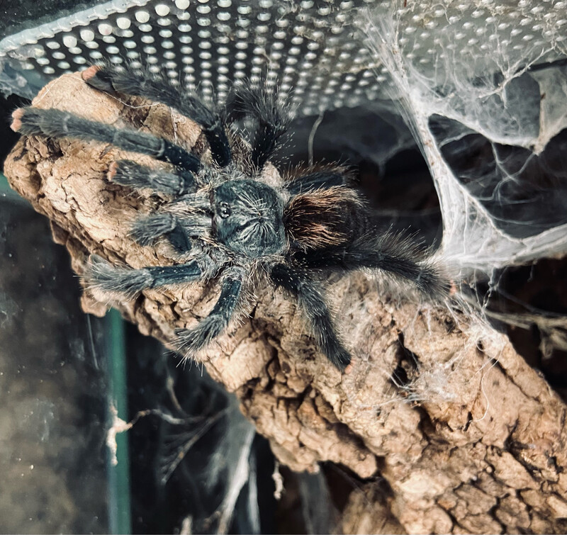 Avicularia metallica (4cm KL)