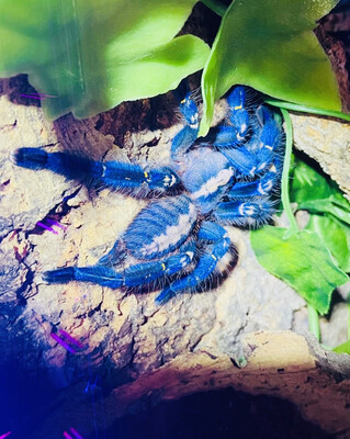 Poecilotheria metallica (6,5cm KL)