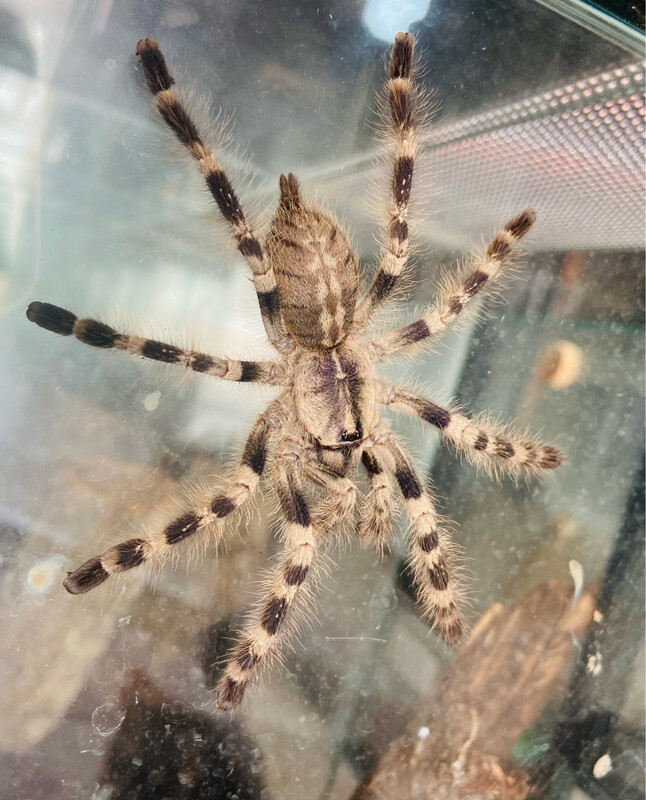 Poecilotheria tigrinawesseli (3,5cm KL) [ab dem 13.09.2025]