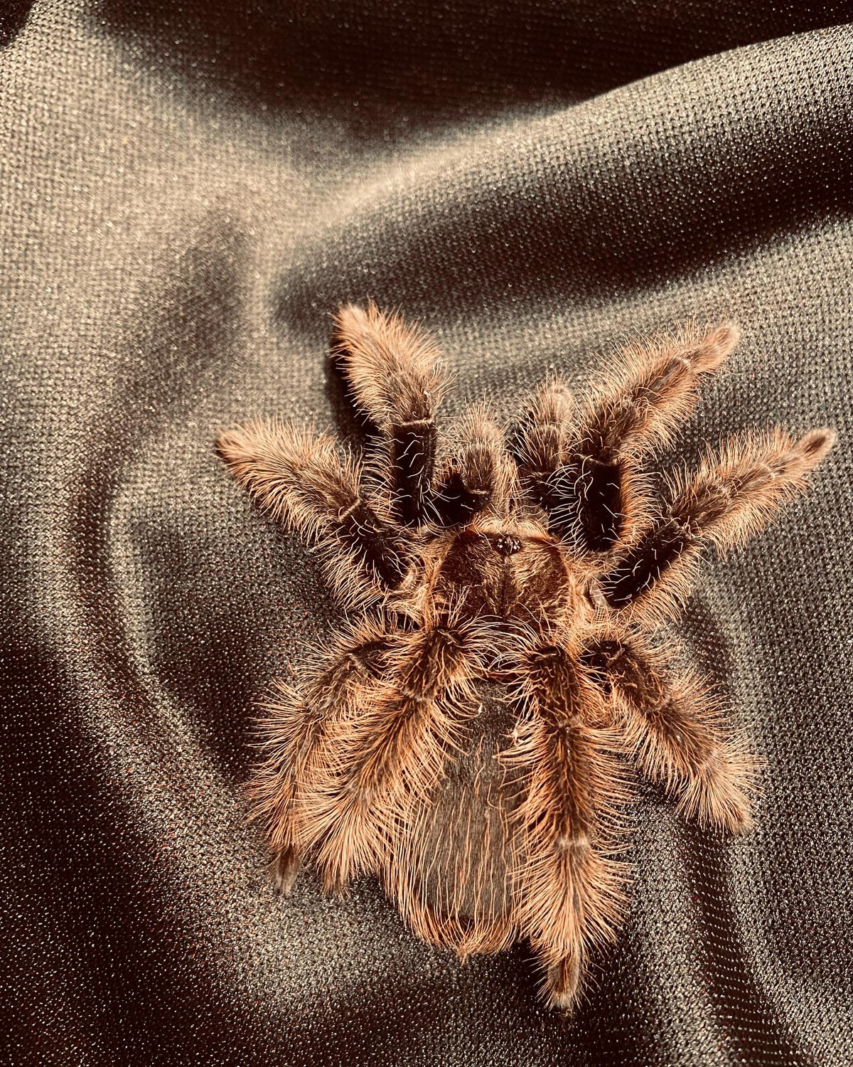Tliltocatl albopilosum nicaragua (5,5cm KL)