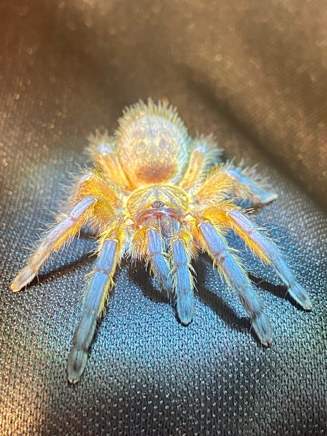 Harpactira pulchripes (3cm KL)