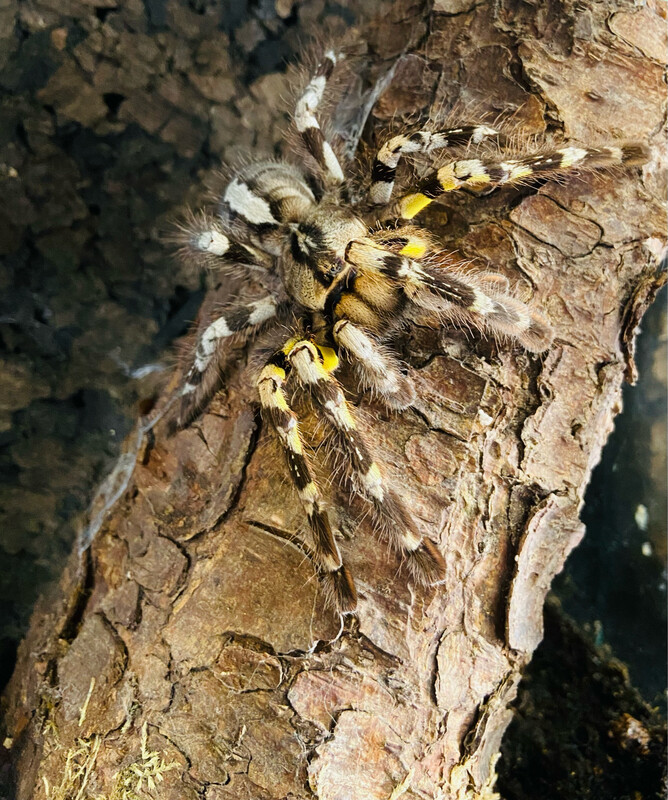Poecilotheria regalis (4cm KL)
