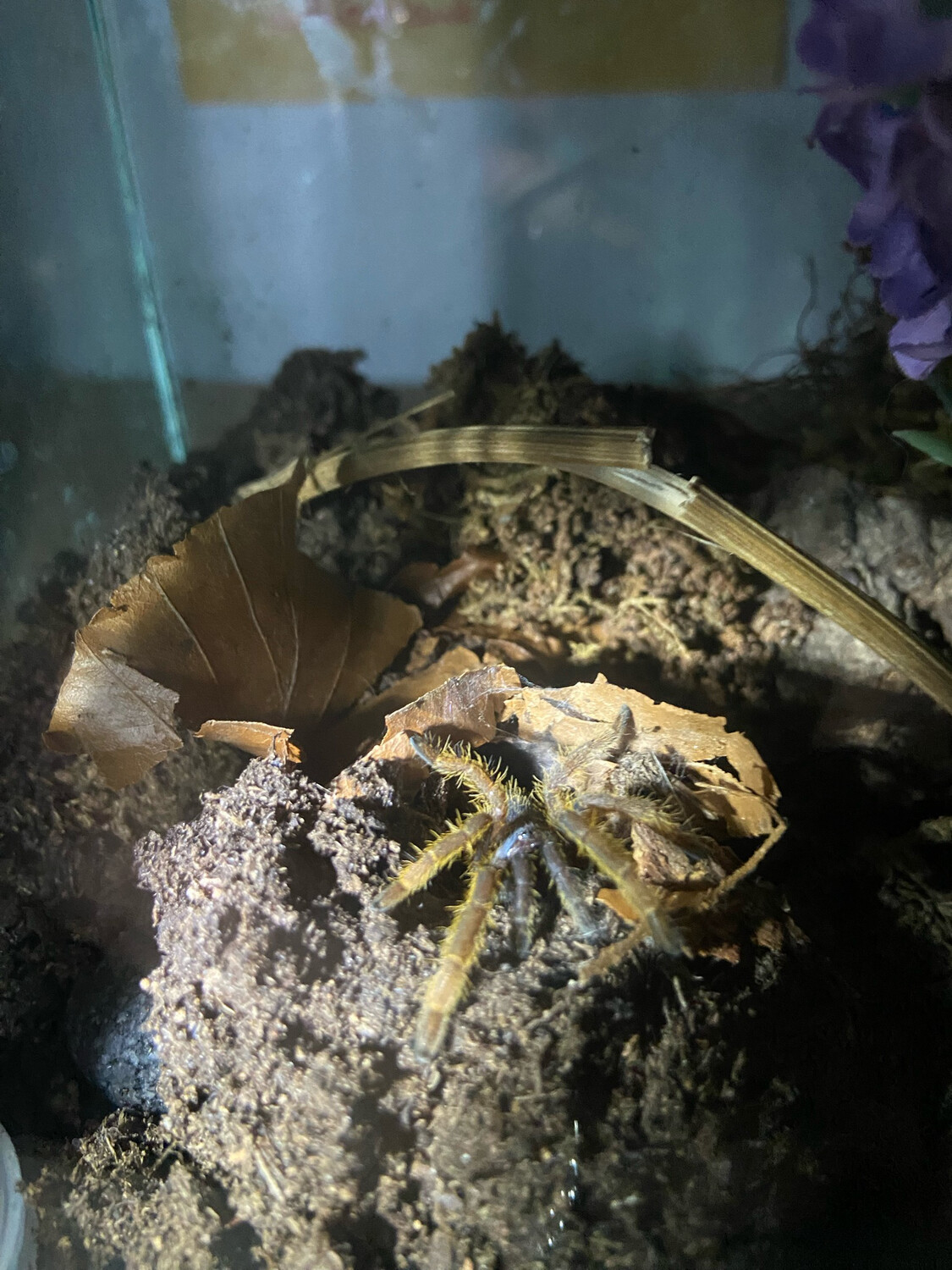 Chilobrachys sp. vietnam blue (3cm KL)