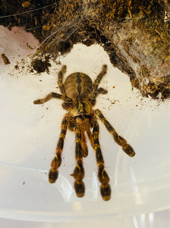 Poecilotheria ornata (RH 6/25) [ab dem 13.09.2025]