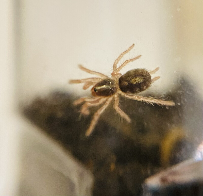 Hapalopus formosus (1cm KL)