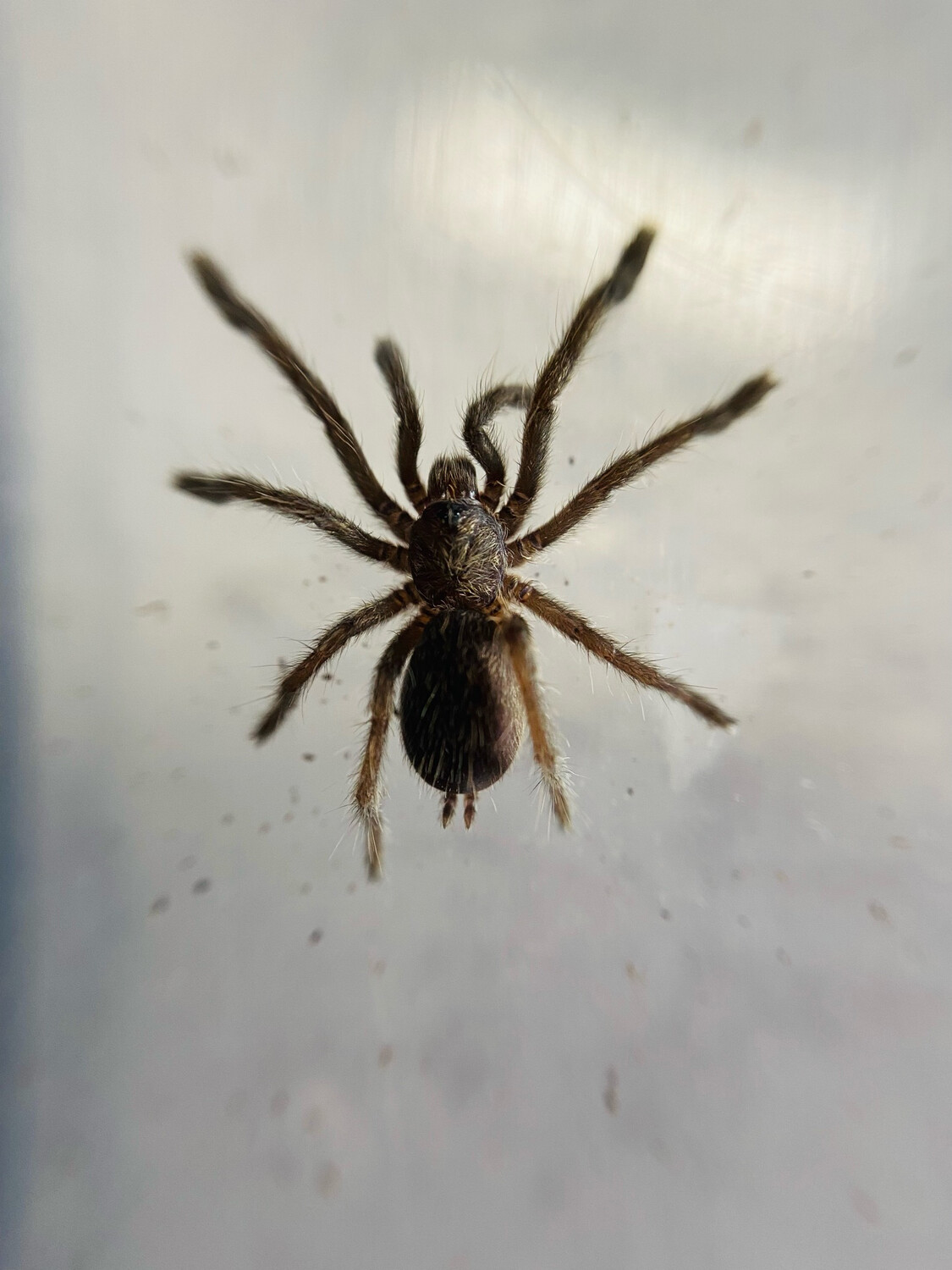 Augacephalus ezendami (1cm KL)