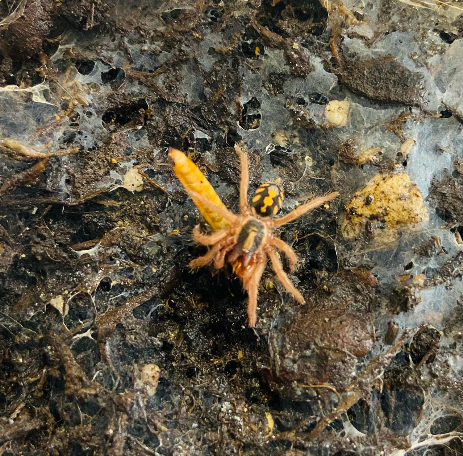 Hapalopus sp. Kolumbien groß (2cm KL)