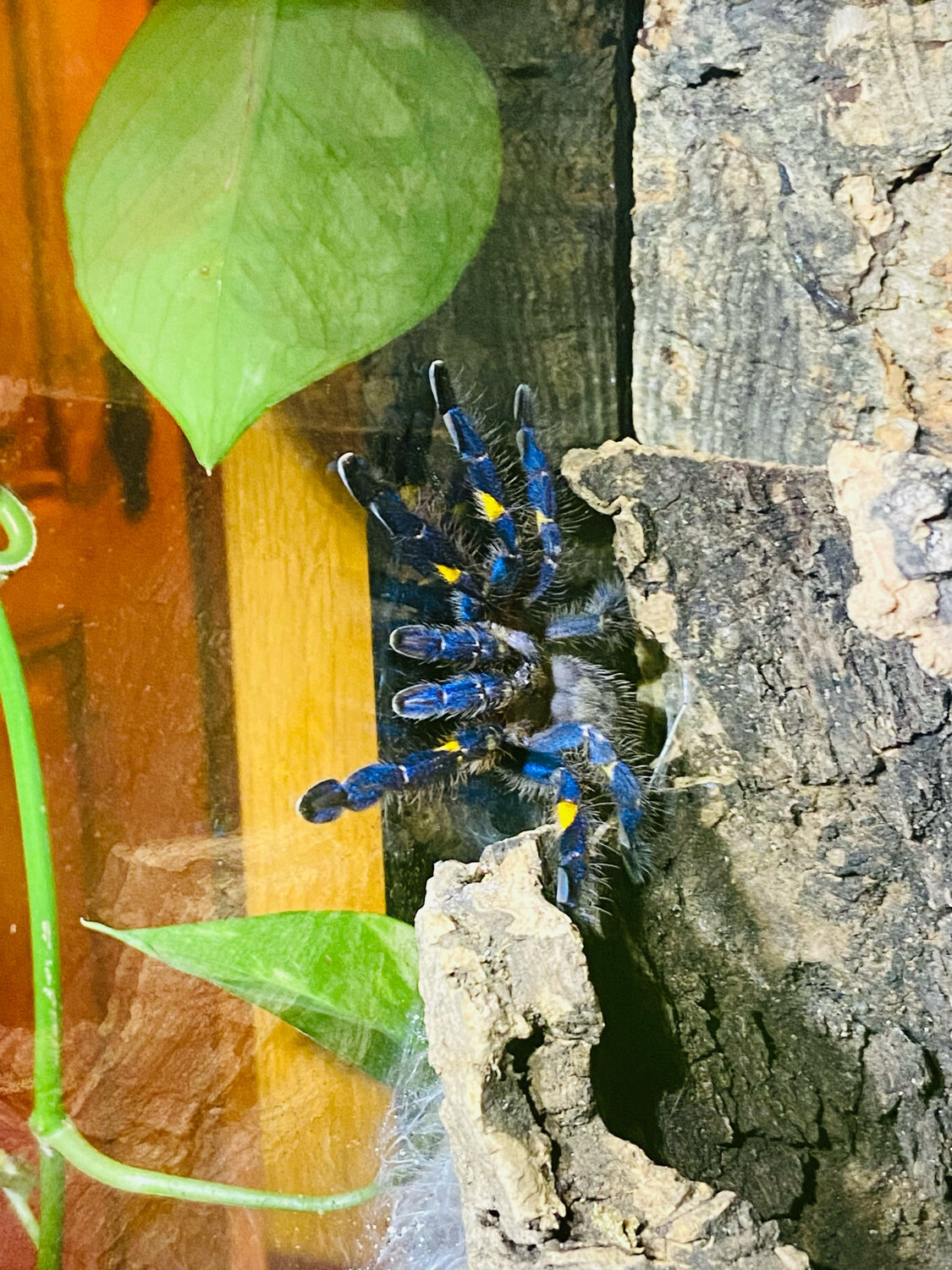 Poecilotheria metallica (RH 9/24)