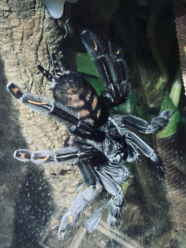 Psalmopoeus irminia (5cm KL)