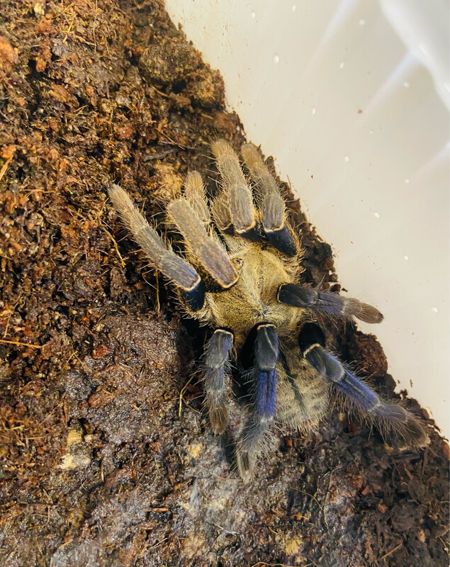 Haplopelma lividum (4cm KL) [ab dem 15.12.2024]