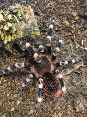 Acanthoscurria geniculata (4cm KL)