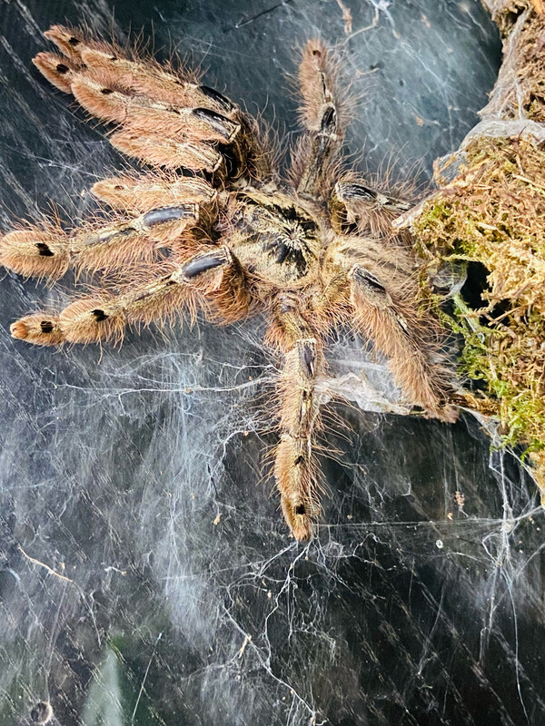 Stromatopelma calceatum (4,5cm KL)