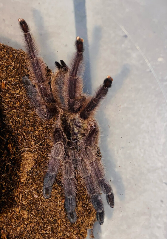 Tapinauchenius rasti (2,5cm KL)