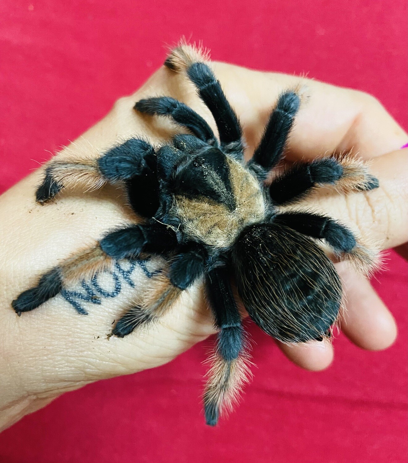 Lehrgang Arachnophobie - habe ich wirklich Angst vor Spinnen? [28.10.2023 beginn 16 Uhr]