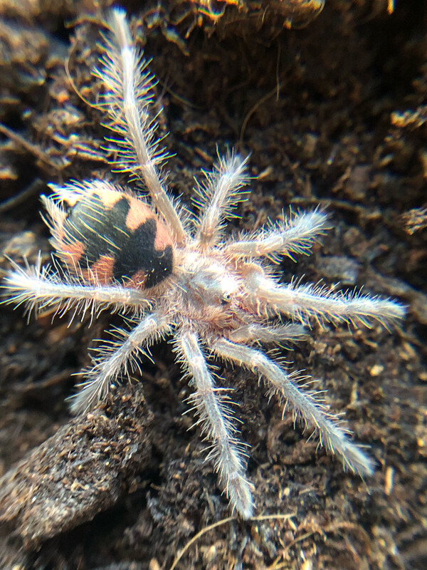 Pamphobeteus platyomma (3cm KL)