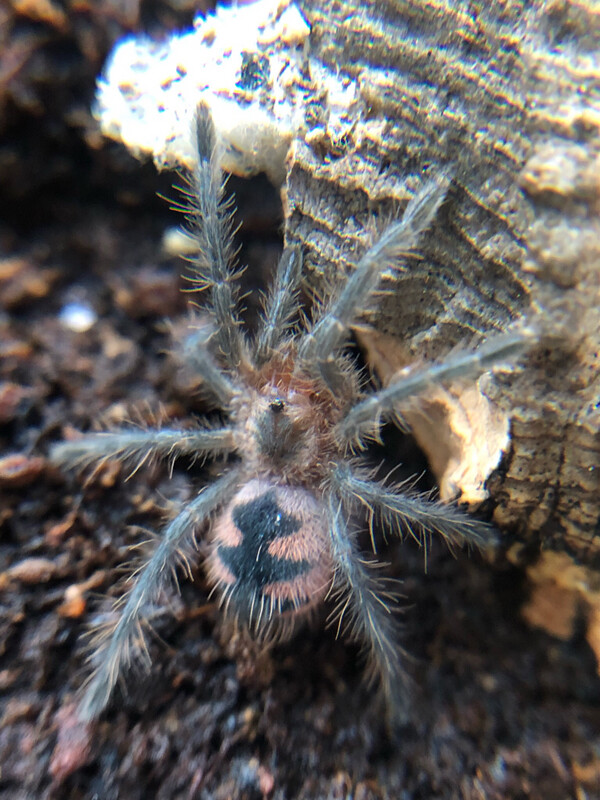 Pamphobeteus sp. Costa (2,5cm KL)