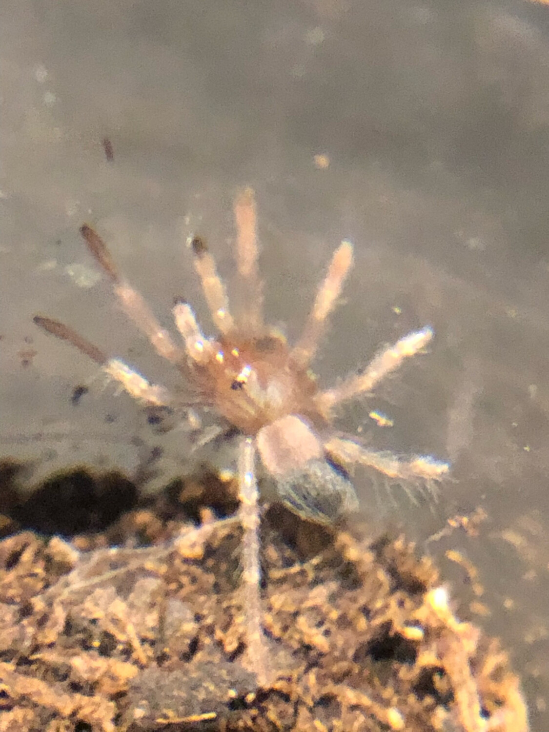 Brachypelma albiceps (2/3 FH)