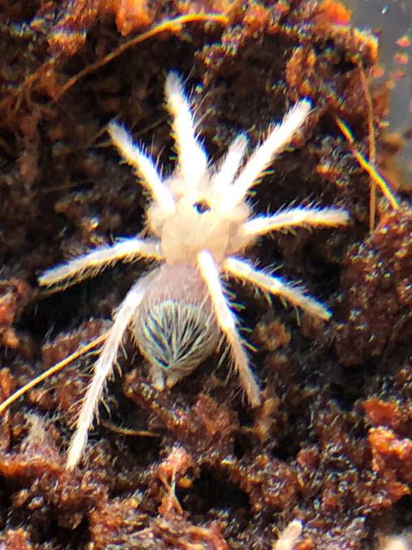 Nhandu tripepii (2,5cm KL)